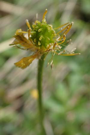 Ranunculus breyninus \ Gebirgs-Hahnenfu / Buttercup, A Kärnten/Carinthia, Hochobir 19.5.2016