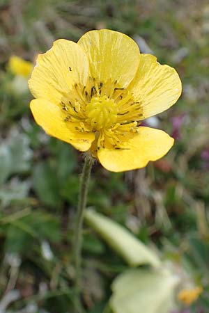Ranunculus breyninus \ Gebirgs-Hahnenfu / Buttercup, A Trenchtling 3.7.2019