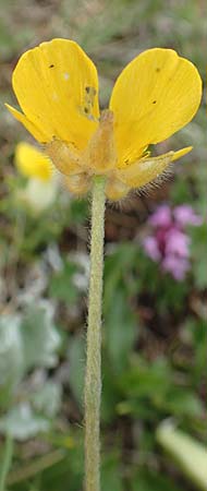 Ranunculus breyninus \ Gebirgs-Hahnenfu / Buttercup, A Trenchtling 3.7.2019