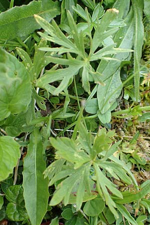 Ranunculus breyninus \ Gebirgs-Hahnenfu / Buttercup, A Rax 28.6.2020