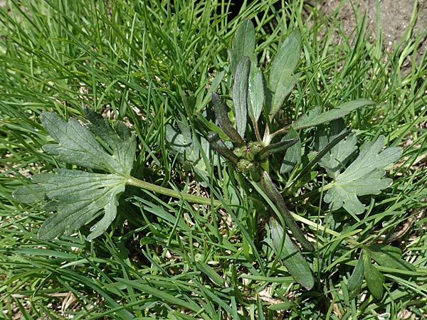 Ranunculus bulbosus \ Knolliger Hahnenfu / Bulbous Buttercup, A Wölzer Tauern, Hoher Zinken 26.6.2021