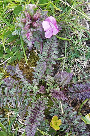 Pedicularis rostratocapitata \ Kopfiges Lusekraut, Geschnbeltes Lusekraut / Beaked Lousewort, A Kärnten/Carinthia, Petzen 2.7.2010