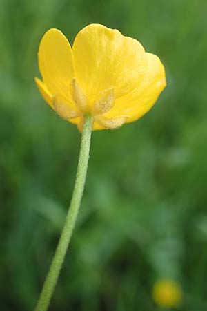 Ranunculus carinthiacus \ Krntner Berg-Hahnenfu / Carinthian Buttercup, A Kärnten/Carinthia, St. Kanzian am Klopeiner See 15.5.2016
