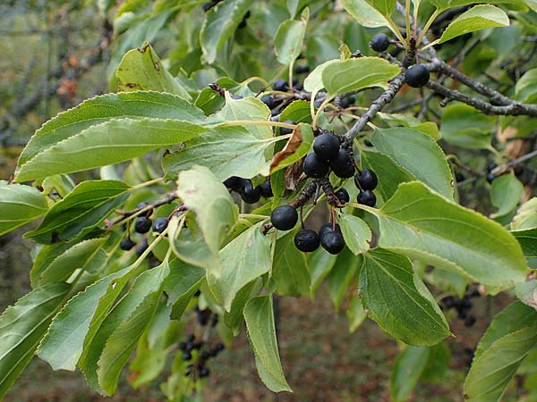 Rhamnus cathartica \ Purgier-Kreuzdorn, Echter Kreuzdorn / Buckthorn, A Gießhübl 29.9.2022