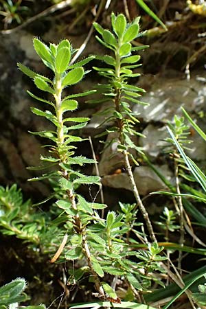 Rhodothamnus chamaecistus \ Zwerg-Alpenrose / Dwarf Alpenrose, A St. Gallen im Gesäuse 4.7.2024