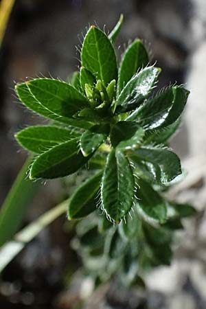 Rhodothamnus chamaecistus \ Zwerg-Alpenrose / Dwarf Alpenrose, A St. Gallen im Gesäuse 4.7.2024