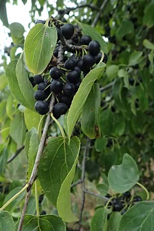 Rhamnus cathartica \ Purgier-Kreuzdorn, Echter Kreuzdorn / Buckthorn, A Seewinkel, Andau 16.8.2026