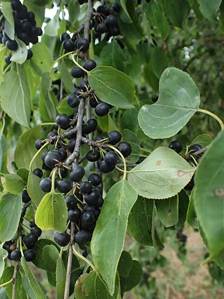 Rhamnus cathartica \ Purgier-Kreuzdorn, Echter Kreuzdorn / Buckthorn, A Seewinkel, Andau 16.8.2026