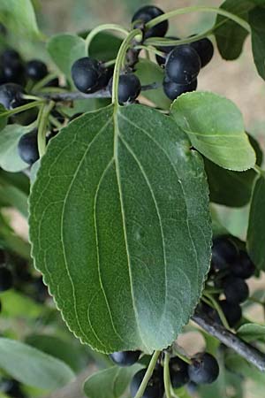 Rhamnus cathartica \ Purgier-Kreuzdorn, Echter Kreuzdorn / Buckthorn, A Seewinkel, Andau 16.8.2026