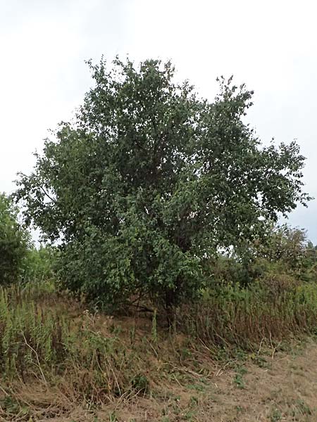 Rhamnus cathartica \ Purgier-Kreuzdorn, Echter Kreuzdorn / Buckthorn, A Seewinkel, Andau 16.8.2026