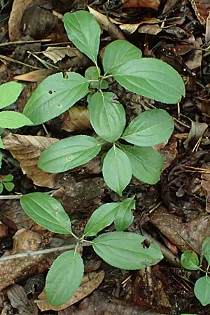 Rhamnus cathartica \ Purgier-Kreuzdorn, Echter Kreuzdorn / Buckthorn, A Unterferlach 18.8.2026