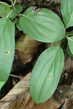 Rhamnus cathartica \ Purgier-Kreuzdorn, Echter Kreuzdorn / Buckthorn, A Unterferlach 18.8.2026