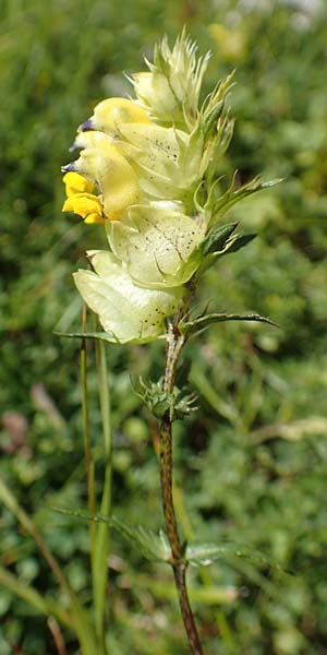 Rhinanthus freynii \ Freyns Klappertopf / Freyn's Yellow-Rattle, A Kärnten/Carinthia, Petzen 8.8.2016