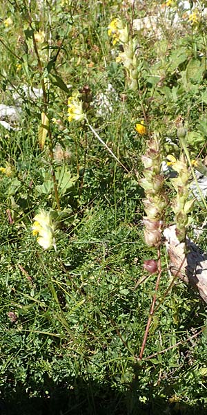 Rhinanthus freynii \ Freyns Klappertopf / Freyn's Yellow-Rattle, A Kärnten/Carinthia, Petzen 8.8.2016