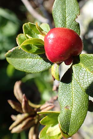 Rhododendron ferrugineum \ Rostblttrige Alpenrose / Alpenrose, A Nockberge, Klomnock 10.7.2019