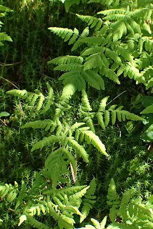 Gymnocarpium robertianum \ Ruprechts-Farn / Limestone Fern, A Krimml 1.7.2025