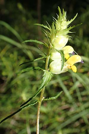 Rhinanthus glacialis \ Grannen-Klappertopf / Aristate Yellow-Rattle, A Kärnten/Carinthia, Tscheppa - Schlucht / Gorge 20.8.2016