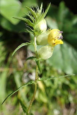 Rhinanthus glacialis \ Grannen-Klappertopf / Aristate Yellow-Rattle, A Kärnten/Carinthia, Tscheppa - Schlucht / Gorge 20.8.2016
