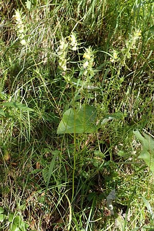 Rhinanthus glacialis \ Grannen-Klappertopf / Aristate Yellow-Rattle, A Kärnten/Carinthia, Tscheppa - Schlucht / Gorge 20.8.2016