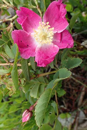 Rosa pendulina \ Alpen-Heckenrose / Alpine Rose, A Schneealpe 30.6.2020