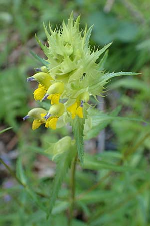 Rhinanthus glacialis \ Grannen-Klappertopf / Aristate Yellow-Rattle, A Mürzsteg Rosslochklamm 3.7.2020