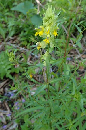 Rhinanthus glacialis \ Grannen-Klappertopf / Aristate Yellow-Rattle, A Mürzsteg Rosslochklamm 3.7.2020