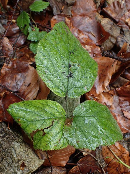 Rubus guentheri \ Gnthers Brombeere / Guenther's Bramble, A Türnitz 6.5.2022