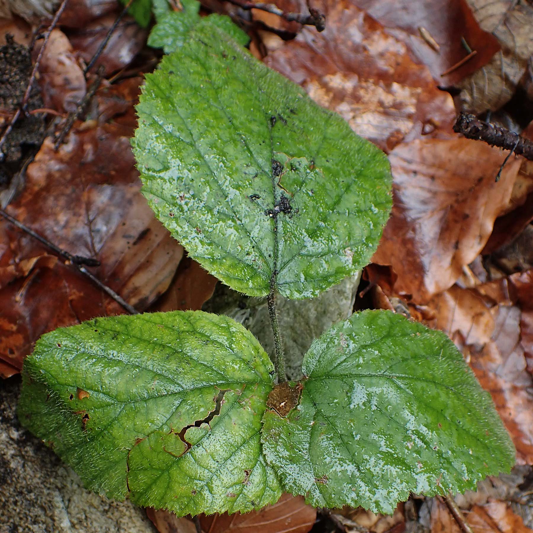 Rubus guentheri \ Gnthers Brombeere / Guenther's Bramble, A Türnitz 6.5.2022