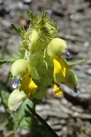 Rhinanthus glacialis \ Grannen-Klappertopf / Aristate Yellow-Rattle, A Bad Gastein 29.6.2025