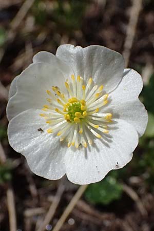 Ranunculus glacialis \ Gletscher-Hahnenfu / Glacier Crowfoot, A Großglockner 30.6.2025