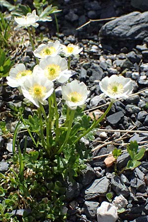 Ranunculus glacialis \ Gletscher-Hahnenfu / Glacier Crowfoot, A Großglockner 30.6.2025