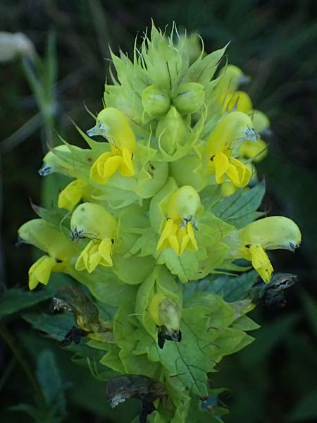 Rhinanthus glacialis \ Grannen-Klappertopf / Aristate Yellow-Rattle, A Großglockner 11.8.2025 Rhinanthus glacialis \ Grannen-Klappertopf / Aristate Yellow-Rattle, A Großglockner 11.8.2025