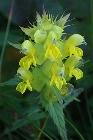 Rhinanthus glacialis \ Grannen-Klappertopf / Aristate Yellow-Rattle, A Großglockner 11.8.2025 Rhinanthus glacialis \ Grannen-Klappertopf / Aristate Yellow-Rattle, A Großglockner 11.8.2025