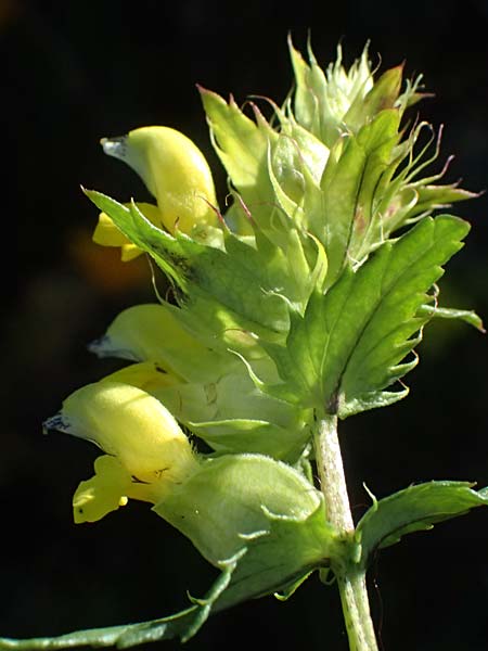 Rhinanthus glacialis \ Grannen-Klappertopf / Aristate Yellow-Rattle, A Großglockner 11.8.2025 Rhinanthus glacialis \ Grannen-Klappertopf / Aristate Yellow-Rattle, A Großglockner 11.8.2025