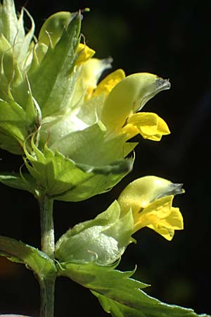 Rhinanthus glacialis \ Grannen-Klappertopf / Aristate Yellow-Rattle, A Großglockner 11.8.2025 Rhinanthus glacialis \ Grannen-Klappertopf / Aristate Yellow-Rattle, A Großglockner 11.8.2025