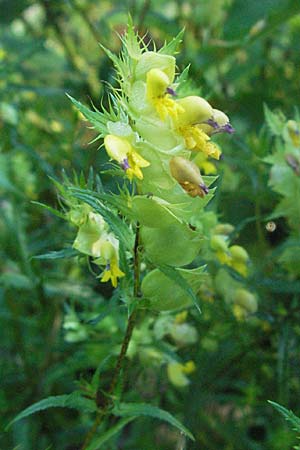 Rhinanthus glacialis \ Grannen-Klappertopf / Aristate Yellow-Rattle, A Hengstpass 13.7.2007