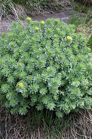 Rhodiola rosea \ Rosenwurz / Golden Root, Roseroot, A Malta - Tal / Valley 7.6.2008