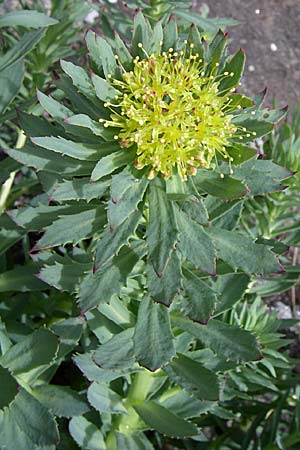 Rhodiola rosea \ Rosenwurz / Golden Root, Roseroot, A Malta - Tal / Valley 7.6.2008