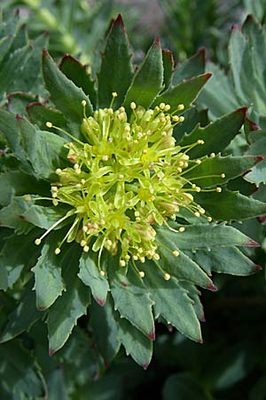 Rhodiola rosea \ Rosenwurz / Golden Root, Roseroot, A Malta - Tal / Valley 7.6.2008