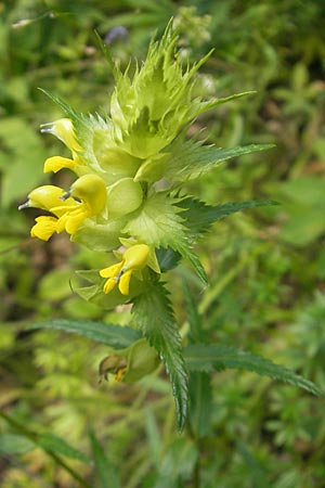 Rhinanthus riphaeus \ Alpen-Klappertopf / Alpine Yellow-Rattle, A St. Lorenzen 1.7.2010