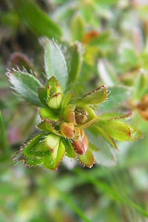 Rhodothamnus chamaecistus \ Zwerg-Alpenrose / Dwarf Alpenrose, A Kärnten/Carinthia, Petzen 2.7.2010