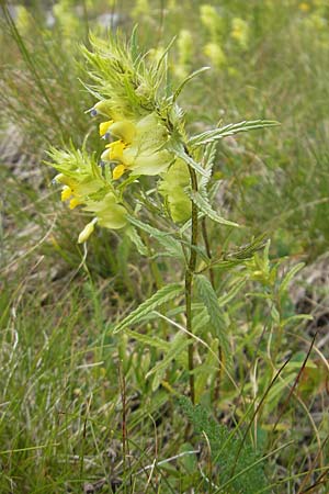 Rhinanthus glacialis \ Grannen-Klappertopf / Aristate Yellow-Rattle, A Malta - Tal / Valley 19.7.2010