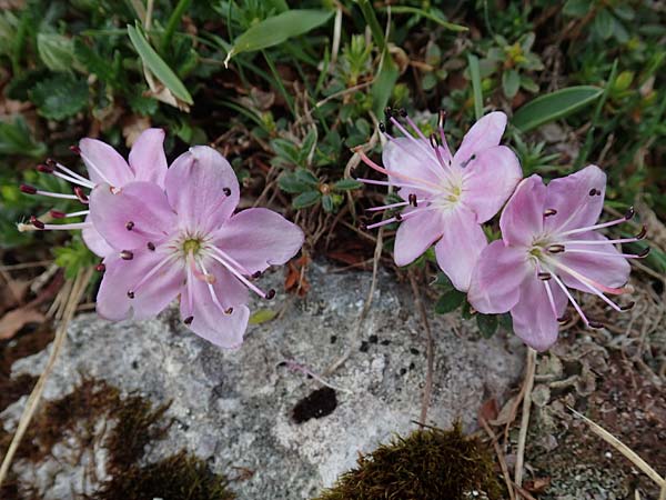 Rhodothamnus chamaecistus \ Zwerg-Alpenrose / Dwarf Alpenrose, A Trenchtling 3.7.2019
