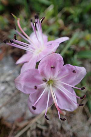 Rhodothamnus chamaecistus \ Zwerg-Alpenrose / Dwarf Alpenrose, A Trenchtling 3.7.2019