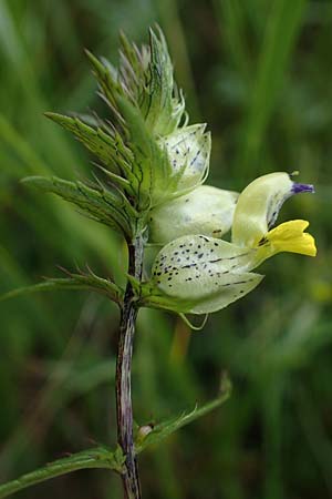 Rhinanthus riphaeus \ Alpen-Klappertopf / Alpine Yellow-Rattle, A Seckauer Tauern, Brandst&auml;tter T&ouml;rl 27.7.2021