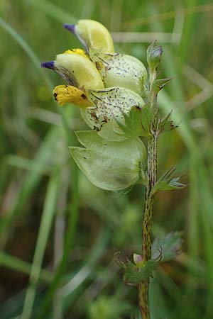 Rhinanthus riphaeus \ Alpen-Klappertopf / Alpine Yellow-Rattle, A Seckauer Tauern, Brandst&auml;tter T&ouml;rl 27.7.2021