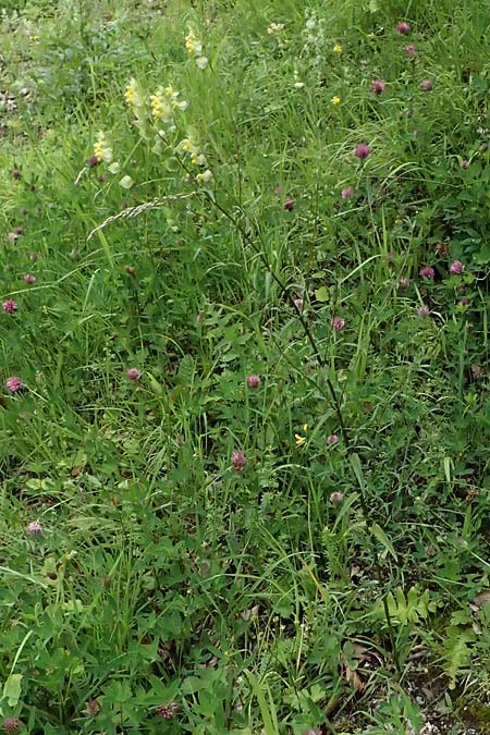 Rhinanthus serotinus \ Groer Klappertopf / Narrow-Leaved Yellow-Rattle, A Hengstpass 2.7.2024