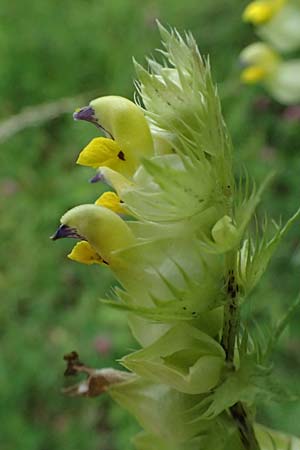Rhinanthus serotinus \ Groer Klappertopf / Narrow-Leaved Yellow-Rattle, A Hengstpass 2.7.2024