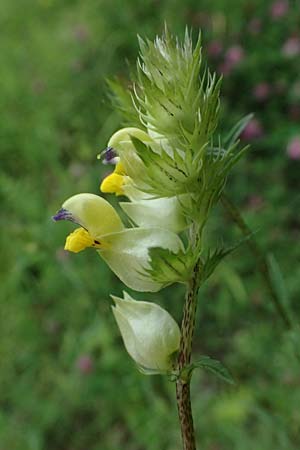 Rhinanthus serotinus \ Groer Klappertopf / Narrow-Leaved Yellow-Rattle, A Hengstpass 2.7.2024