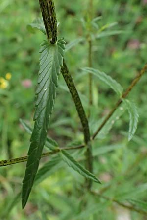 Rhinanthus serotinus \ Groer Klappertopf / Narrow-Leaved Yellow-Rattle, A Hengstpass 2.7.2024